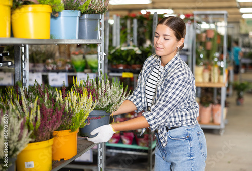 Female employee of flower supermarket near shelf with calluna common heather chooses pot with young plant to send order for customer