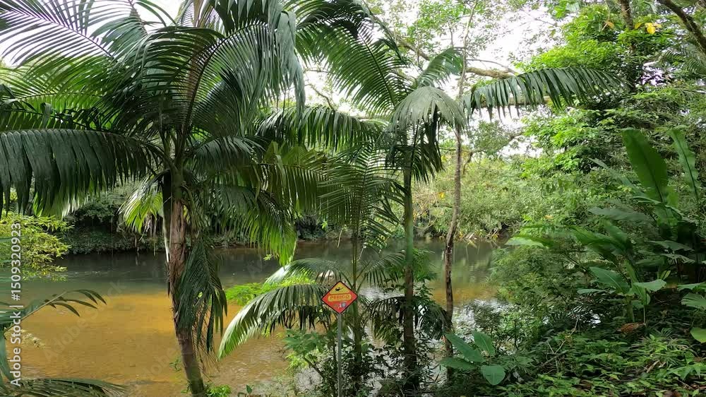 rio del amazona