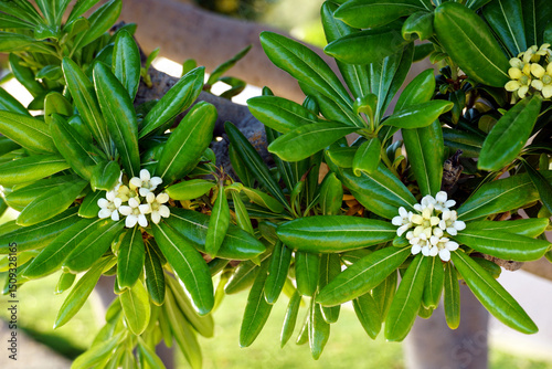 Pittosporum tobira or species of sweet smelling flowering plant with tiny little white flowers