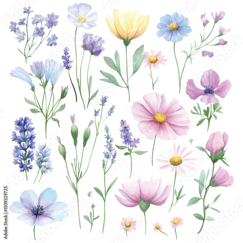 Watercolor wildflowers and meadow blossoms collection on white background