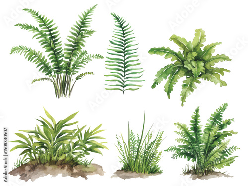 Watercolor illustration of green tropical ferns