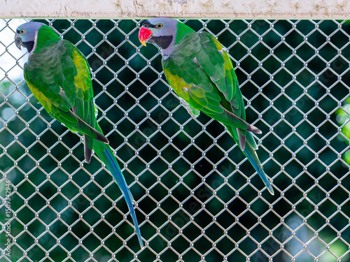 Couple of  Lord Derby's parakeet (Psittacula derbiana) in the aviary at a bird breeding site.