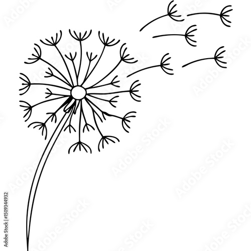 Dandelion seeds blowing in wind.  Delicate dandelion flower head with seeds dispersing on breeze.  Elegant dandelion illustration perfect for invitations, cards, or springtime designs.