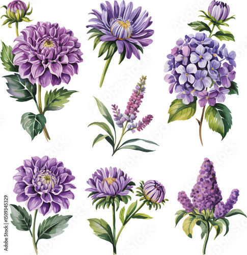 Purple Watercolor Flowers Set Hand Painted Botanical Clipart with Lavender, Dahlia, Aster and Hydrangea Blossoms Isolated on White Background.
