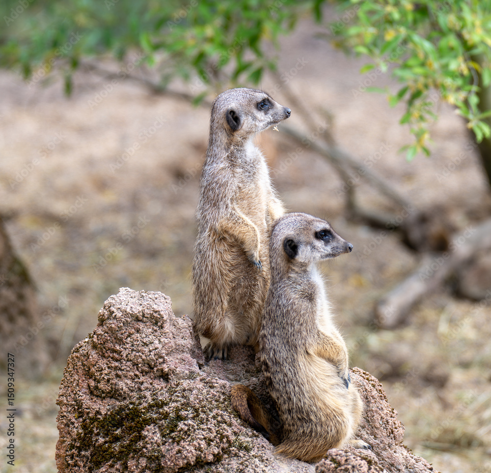 Fototapeta premium Alles im Blick