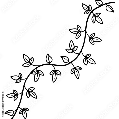 Ivy vine, line art illustration, monochrome design, for decoration