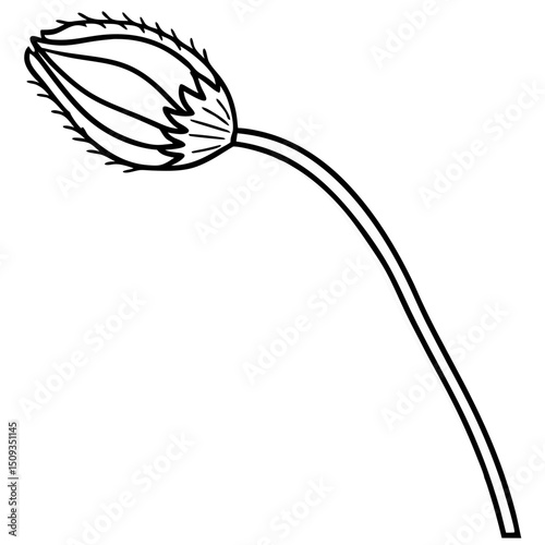 Poppy seed head line drawing, botanical illustration for design
