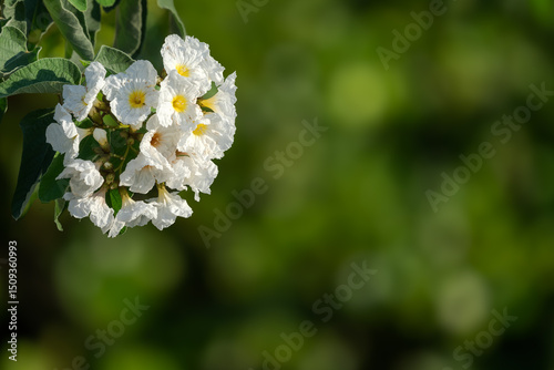 A bouquet of White Flowers on a Florida Native Geiger Tree.