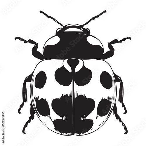A black vector silhouette of a ladybird insect, Ladybug silhouette vector illustration