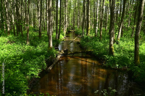 Fototapeta Naklejka Na Ścianę i Meble -  stream in the forest 