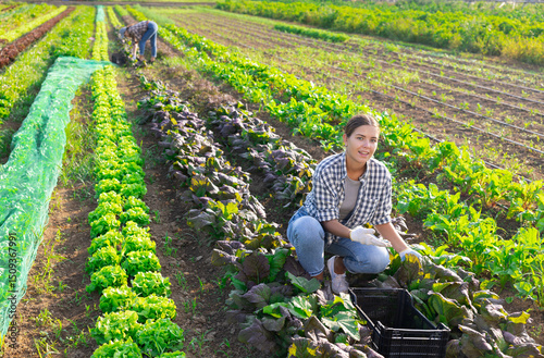 Wallpaper Mural Girl works in farmers field and harvests leaves mustard salad, cuts fresh and juicy mustard leaf sprout sprig. Growing crops for sale in local supermarkets and greengrocers shops. Torontodigital.ca