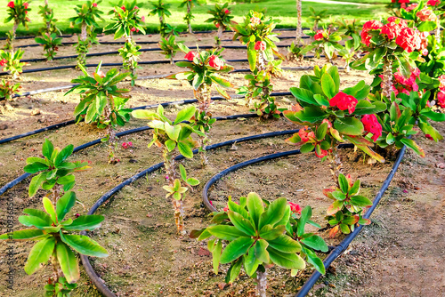 Flowers planted on lawn being watered by drip irrigation in spaces between rows with drip irrigation hoses in garden.water saving system