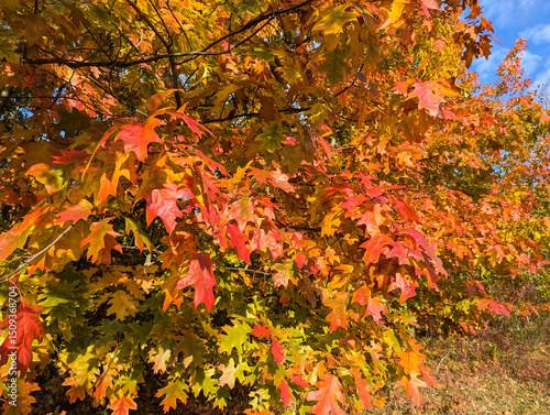 Beautiful orange-red leaves of the swamp oak sway on the trees. Blue background of cloudy sunny sky.