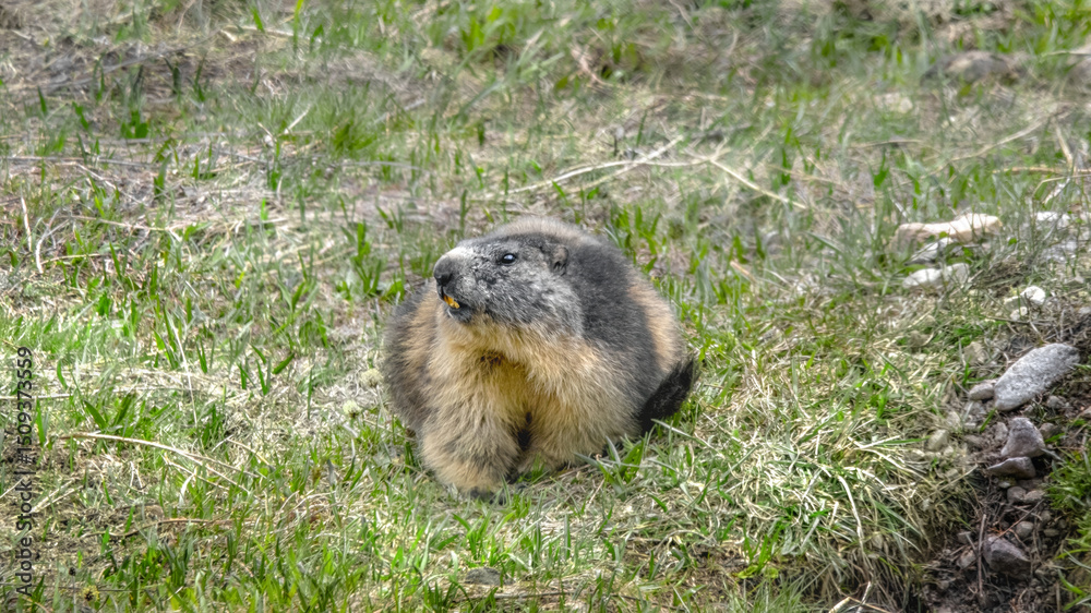 Fototapeta premium An Alpine Marmot (Marmota Marmota)
