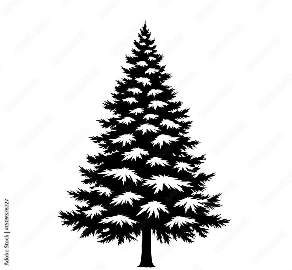 Fototapeta premium Silhouette of a Pine Tree