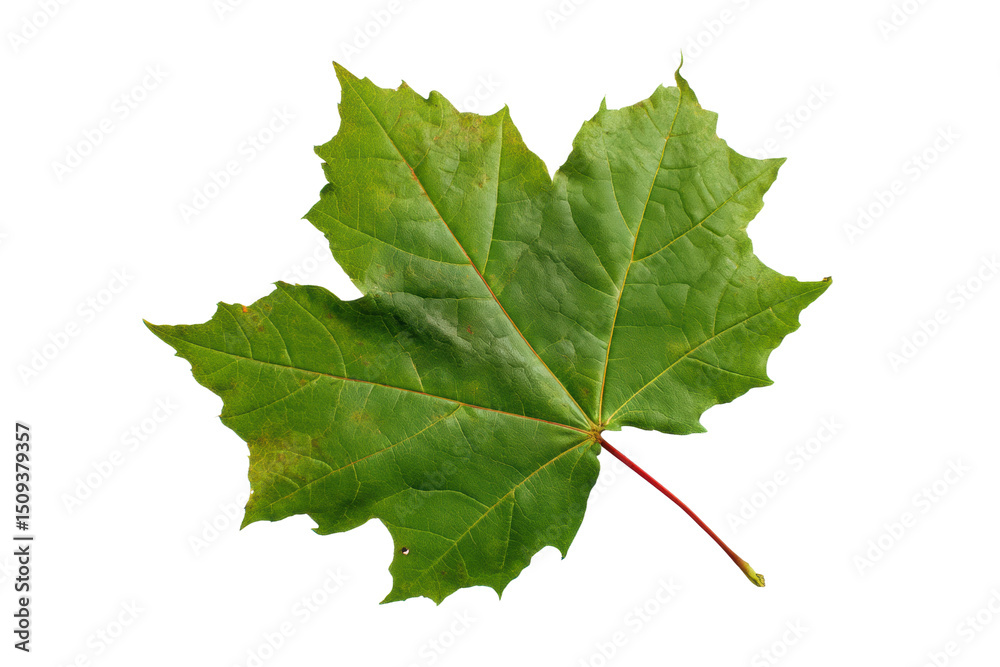 Vibrant green maple leaf on black background with visible veins, cut out Vibrant green maple leaf on black background with visible veins, cut out