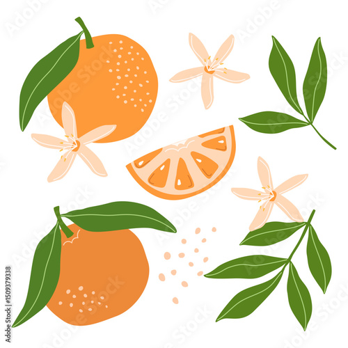 Set with orange fruits, orange flowers on a white background. Vector illustration for printing. Background with food and drinks. Cute baby background 