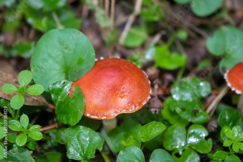 Hongo: Leratiomyces ceres