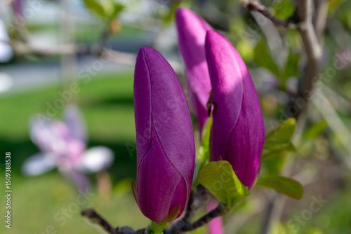 Close-Up of Pink Magnolia Buds in Blooming Garden. selective focus