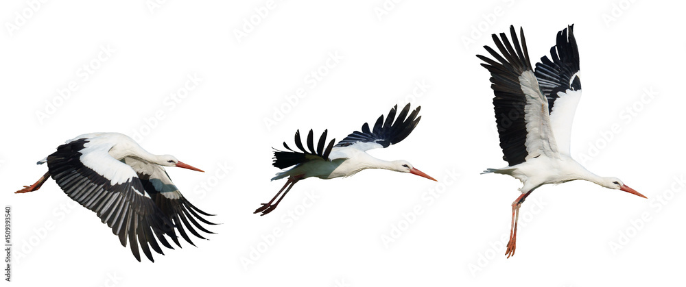 Obraz premium White Storks in Graceful Midair Flight