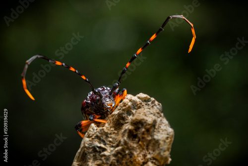 in the image you can see a specimen of the harlequin beetle (Acrocinus longimanus) photo