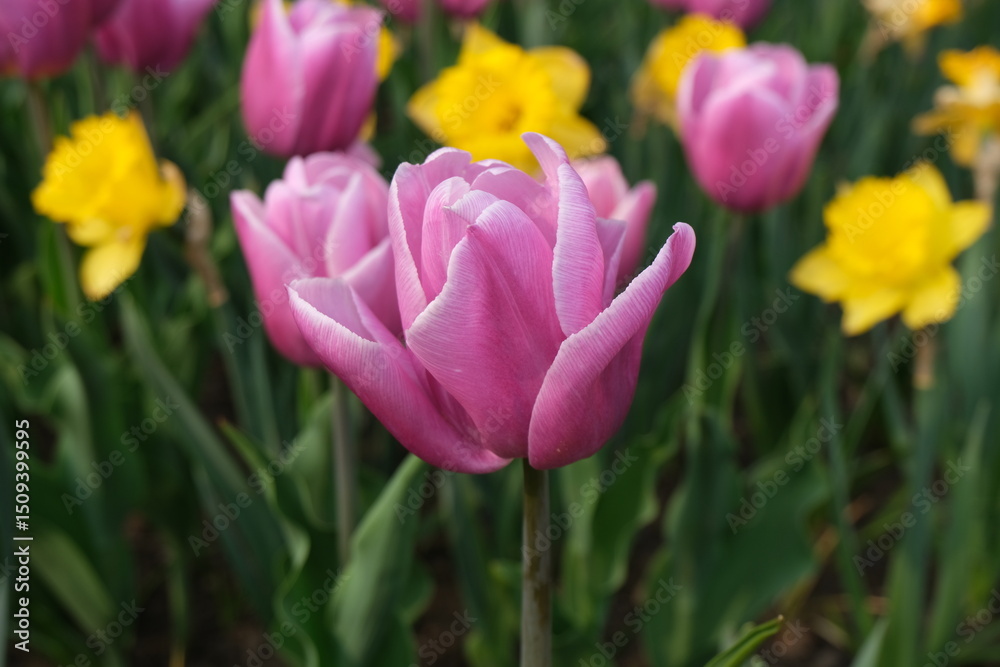 Fototapeta premium red and yellow tulips