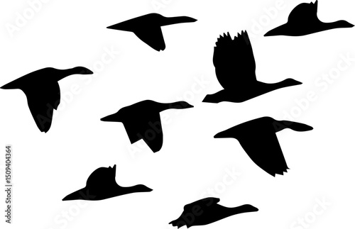 a flock of birds