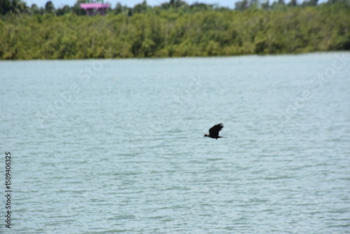 Crow flying over Bakkhali River photo