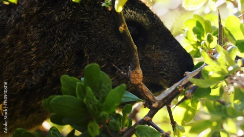 Cape hyrax, rock rabbit and coney, medium-sized terrestrial mammal native to Africa and the Middle East. Rock hyrax, dassie, cape hyrax or rock rabbit (Procavia capensis). Hermanus, South Africa