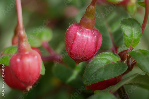 Fuchsia magellanica pink flower bud close up. Macro background banner wallpaper high quality photo