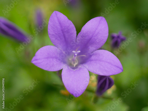Campanula portenschlagiana bluebell purple flower close up. Macro background banner wallpaper high quality