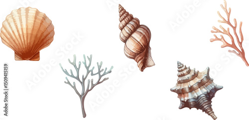 Seashells icons collection. Starfishes and seashells vector icons .Marine Shell illustration isolated. Scallop,conch shell , snail icon,corals.