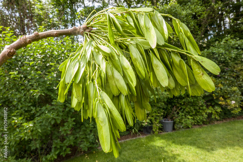 Gewöhnliche Esche (Fraxinus excelsior)