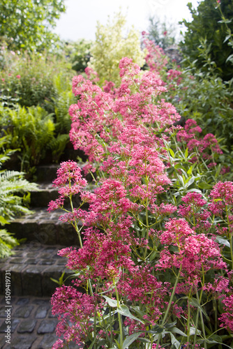 Rote Spornblume (Centranthus ruber)