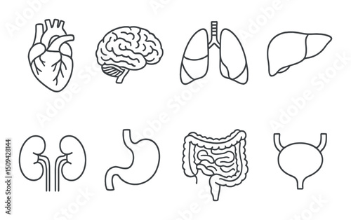 Human organ icons set – outline, anatomy, and medical symbols for healthcare