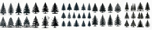 Vector set image silhouette of pine tree.