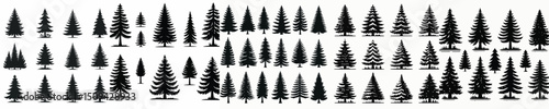 Vector set image silhouette of pine tree.