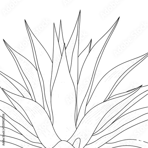 vector illustration of a plant