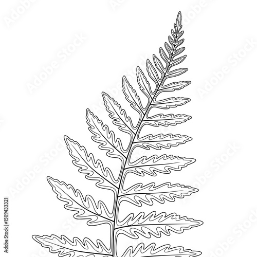 vector illustration of a leaf