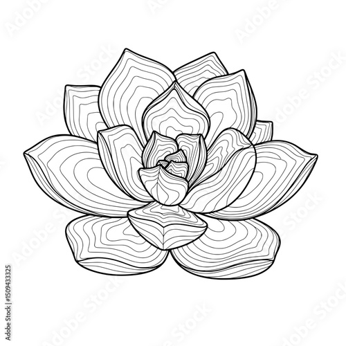 vector illustration of lotus flower