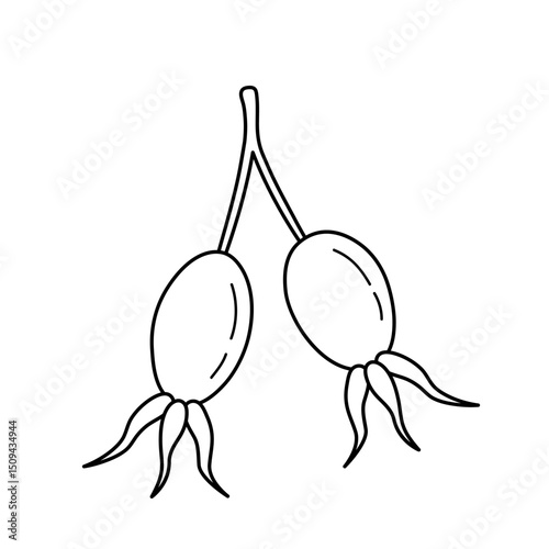 Rose hip fruit. Hand drawn icon of branch with berries in sketch doodle style. Isolated vector illustration.
