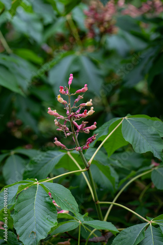 Dupont's buckthorn and an interesting flower.
