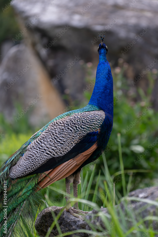 Obraz premium Adult peacock outdoors in front of a stone. 