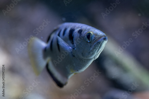 Close-up of a five-spined squirt fish underwater.

