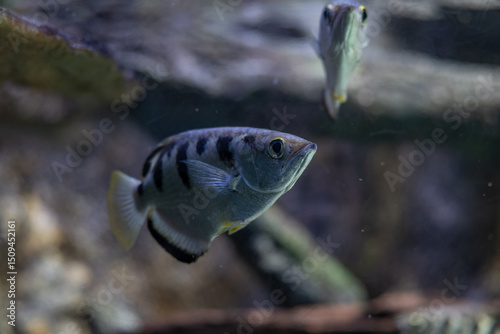 Close-up of a five-spined squirt fish underwater.
