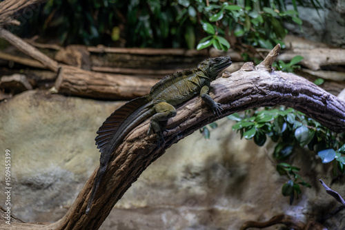 Fotografie Moluccan agama lizard on a branch in a terrarium.