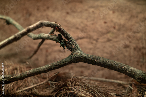 A two-spotted beetle on a branch.
 photo