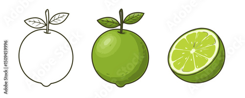 Three stylized illustrations of a lime: first, a simple outline; second, a full, vibrant green lime with leaves; and third, a bright green lime cut in half, revealing its juicy interior