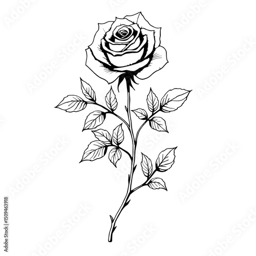 A detailed ink drawing showcases a delicate rose, its petals elegantly unfurling amidst a backdrop of simple elegance. A timeless artistic rendering.