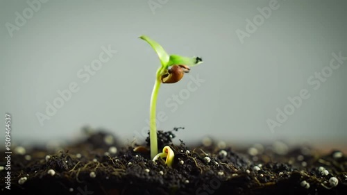 Plant Sprout Growing Timelapse from Seed - Nature Growth Lifecycle Stock Video Clip